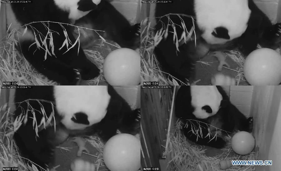Video footages provided by the Smithsonian's National Zoo show giant panda Mei Xiang gives birth to a cub at 5:32 p.m., in Washington D.C., capital of the United States, Aug. 23, 2013. 