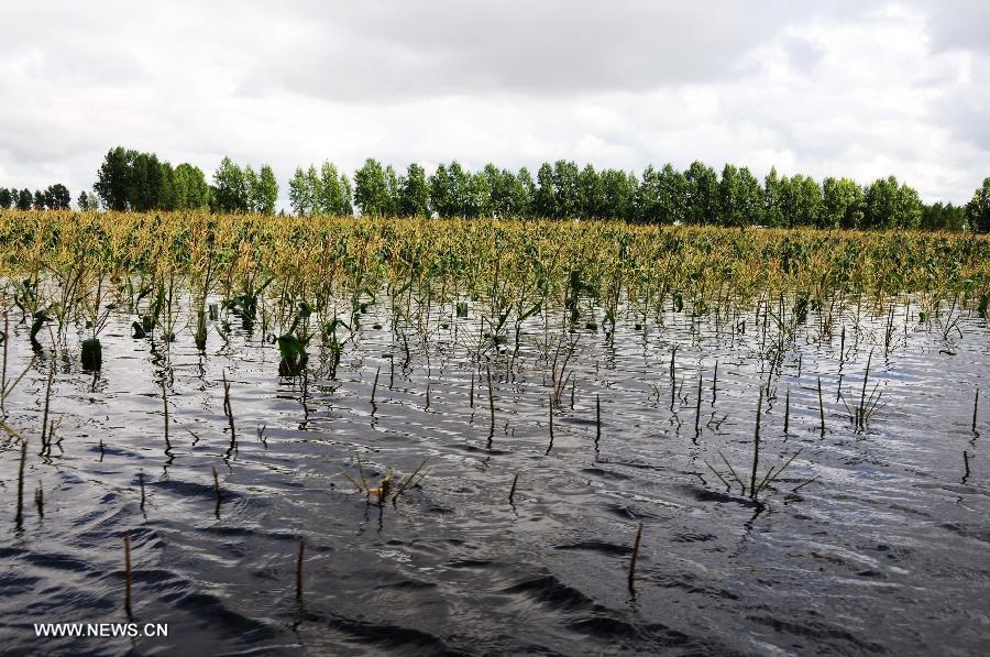 Corn fields are flooded in Suidong Township of Suibin County, northeast China's Heilongjiang Province, Aug. 24, 2013. About 91 villages at Suibin County were flooded due to breach of a dike on a section of the Heilong River. The Heilong River has swelled over the past week, with some sections seeing the worst floods in history. (Xinhua/Xu Yijun)