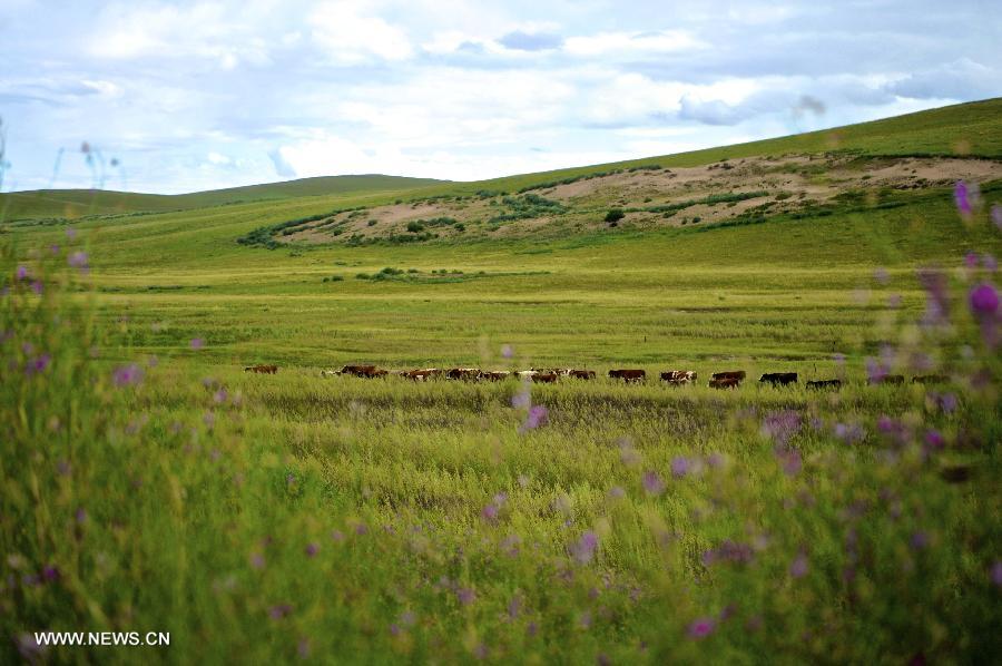 CHINA-INNER MONGOLIA-SCENERY (CN)