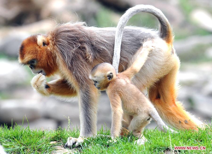 CHINA-SHAANXI-GOLDEN MONKEY (CN)