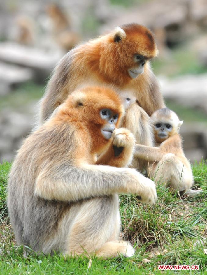 CHINA-SHAANXI-GOLDEN MONKEY (CN)