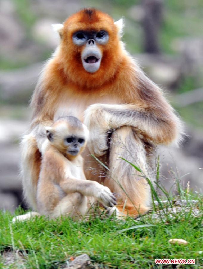 CHINA-SHAANXI-GOLDEN MONKEY (CN)