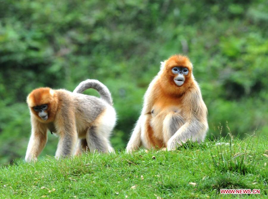 CHINA-SHAANXI-GOLDEN MONKEY (CN)