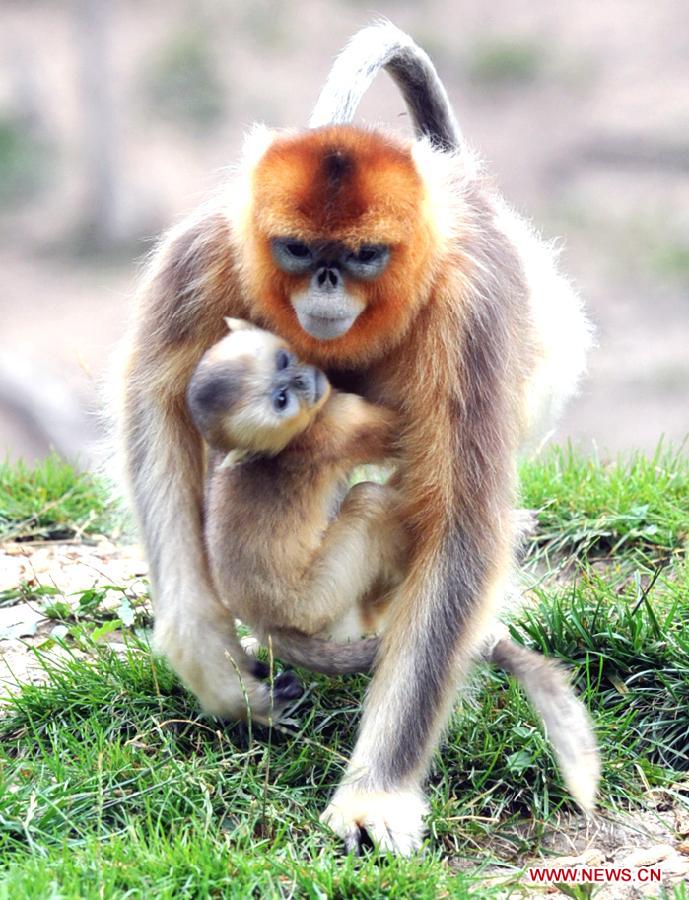 CHINA-SHAANXI-GOLDEN MONKEY (CN)