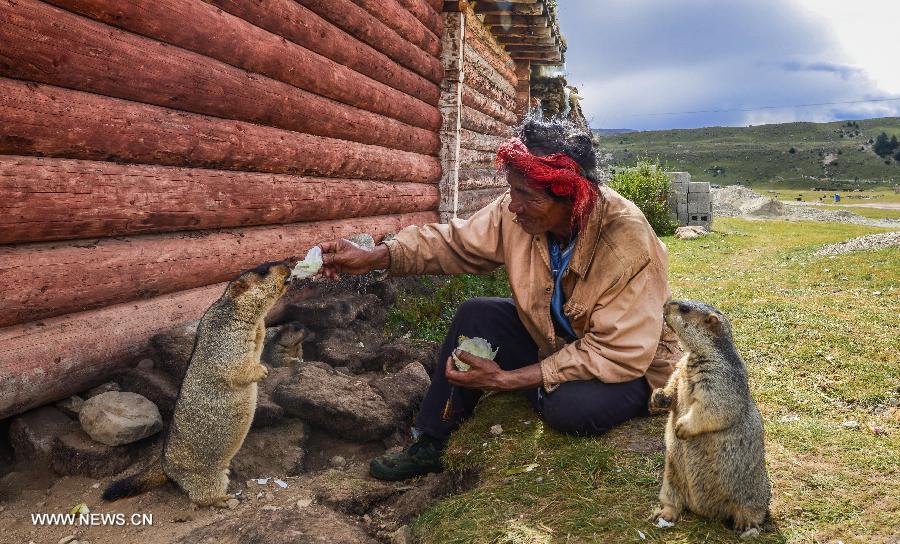 CHINA-SICHUAN-BATANG-MARMOT (CN)