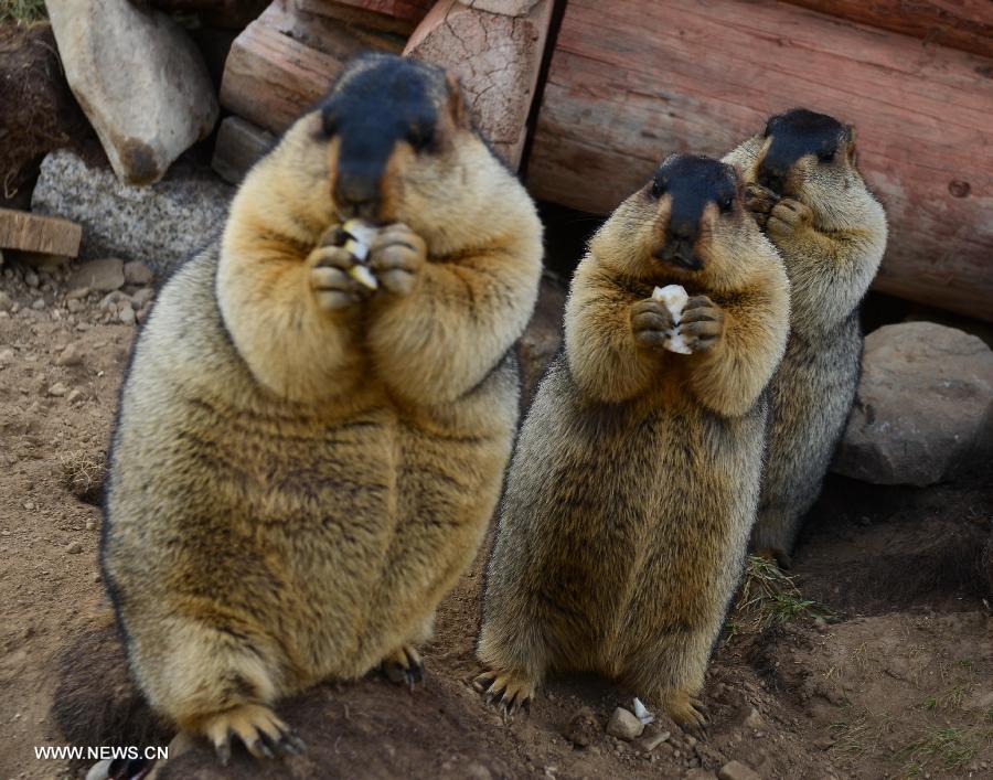 CHINA-SICHUAN-BATANG-MARMOT (CN)