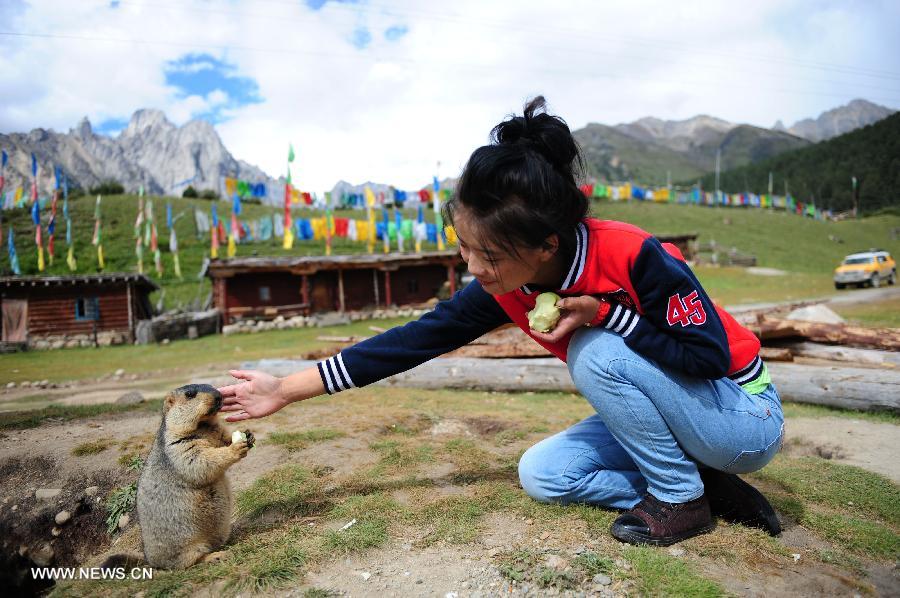 CHINA-SICHUAN-BATANG-MARMOT (CN)