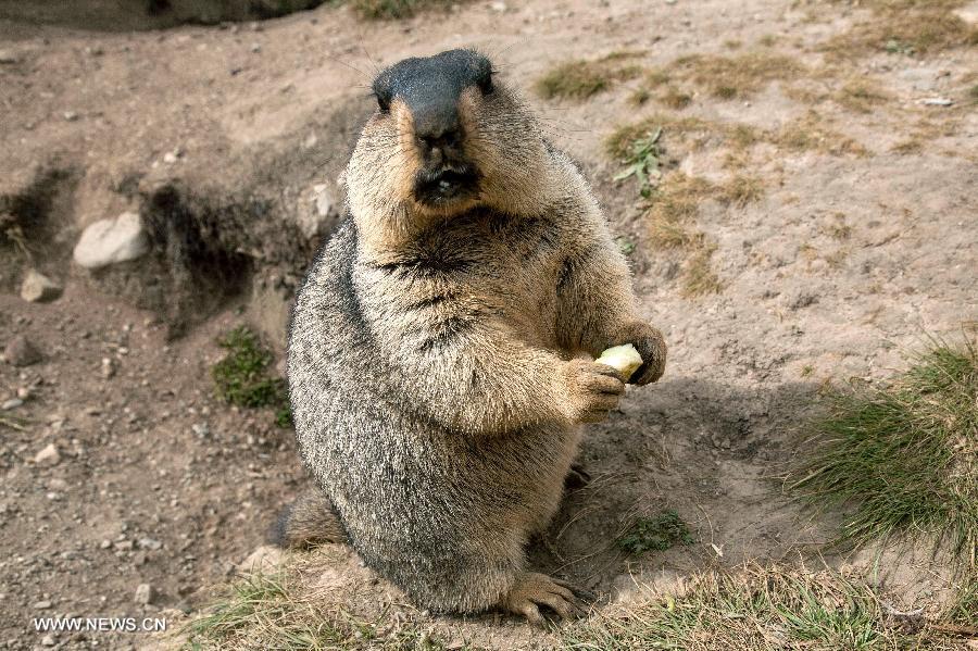 CHINA-SICHUAN-BATANG-MARMOT (CN)