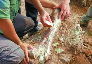 Chinese archaeologists have again unearthed several dinosaur fossils at a site in Laiyang City, in east China's Shandong Province.