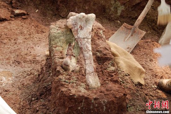 Chinese archaeologists have again unearthed several dinosaur fossils at a site in Laiyang City, in east China's Shandong Province.