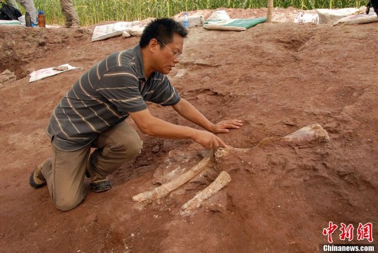 Chinese archaeologists have again unearthed several dinosaur fossils at a site in Laiyang City, in east China's Shandong Province.