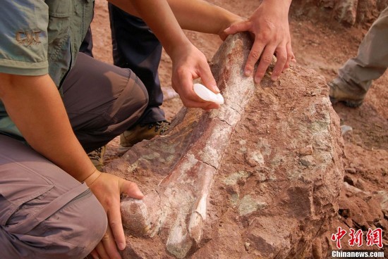 Chinese archaeologists have again unearthed several dinosaur fossils at a site in Laiyang City, in east China's Shandong Province.