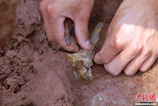 Chinese archaeologists have again unearthed several dinosaur fossils at a site in Laiyang City, in east China's Shandong Province.