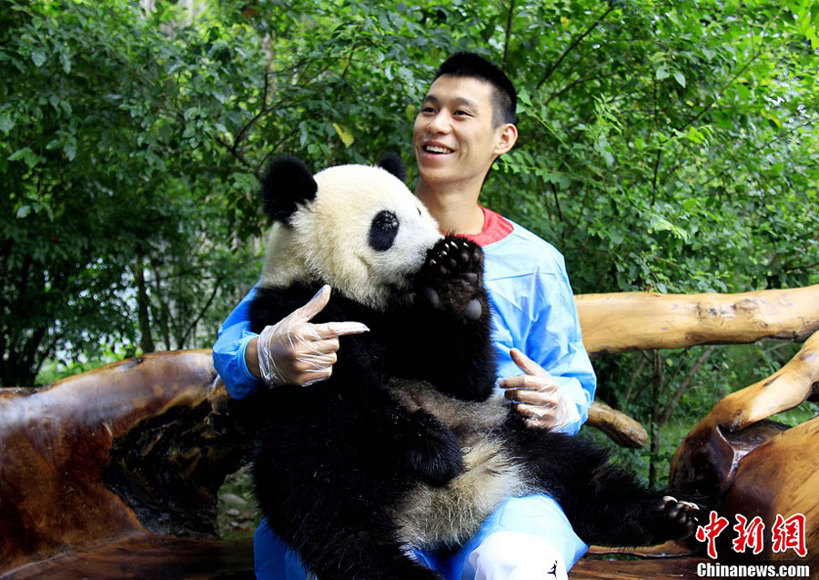 Houston Rockets basketball player Jeremy Lin holds a giant panda for pictures at Chengdu Research Base of Giant Panda Breeding in Sichuan province August 29, 2013. [Photo: Chinanews.com] 