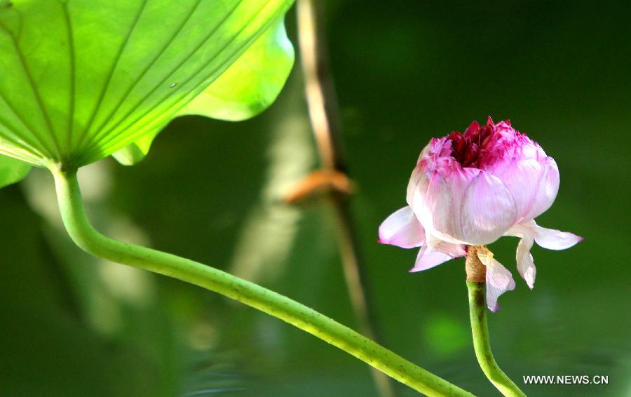 #CHINA-JIANGSU-SUZHOU-LOTUS (CN) 