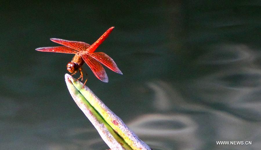 #CHINA-JIANGSU-SUZHOU-LOTUS (CN) 