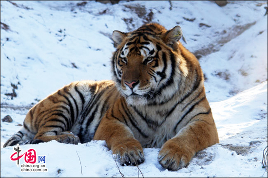 Siberian Tiger Park, one of the 'top 10 attractions in Harbin, China' by China.org.cn.