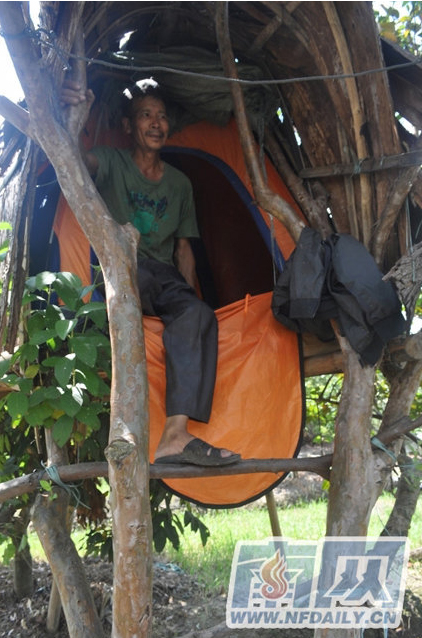 Bao's wooden 'nest', with 2.5 meters in length and 1.5 meters in width, is all his own work. He also constructed a wooden ladder to help him climb up to and down from his house.