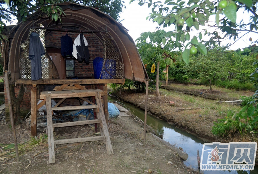 Bao's wooden 'nest', with 2.5 meters in length and 1.5 meters in width, is all his own work. He also constructed a wooden ladder to help him climb up to and down from his house.