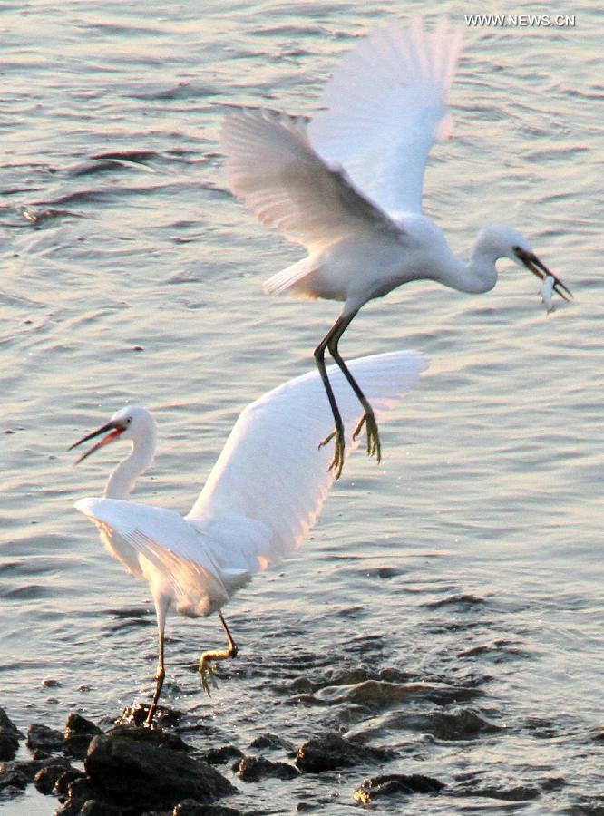 #CHINA-SHANDONG-PENGLAI-EGRETS (CN)