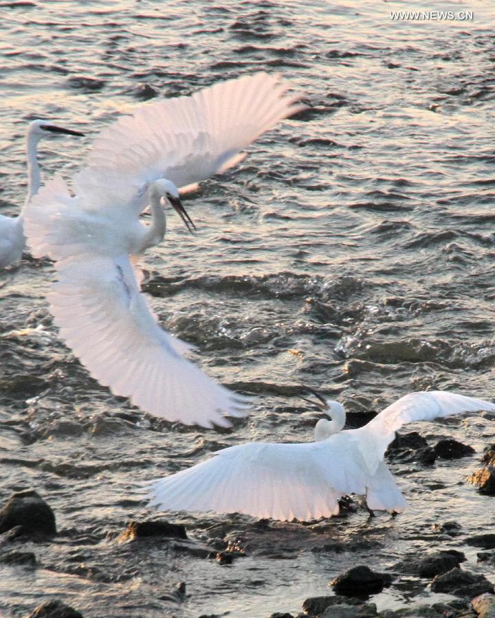 #CHINA-SHANDONG-PENGLAI-EGRETS (CN)