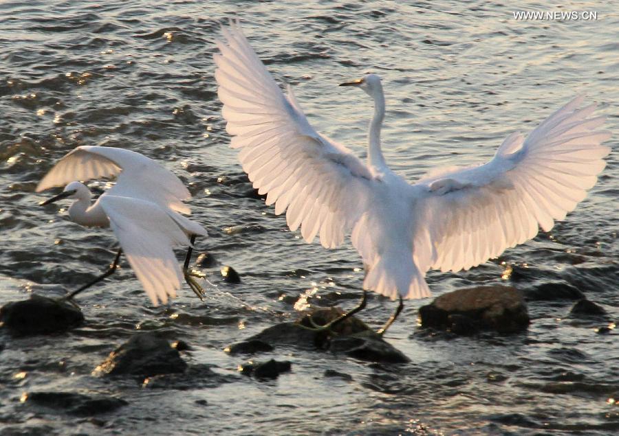 #CHINA-SHANDONG-PENGLAI-EGRETS (CN)