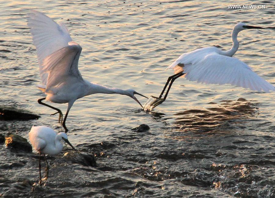 #CHINA-SHANDONG-PENGLAI-EGRETS (CN)