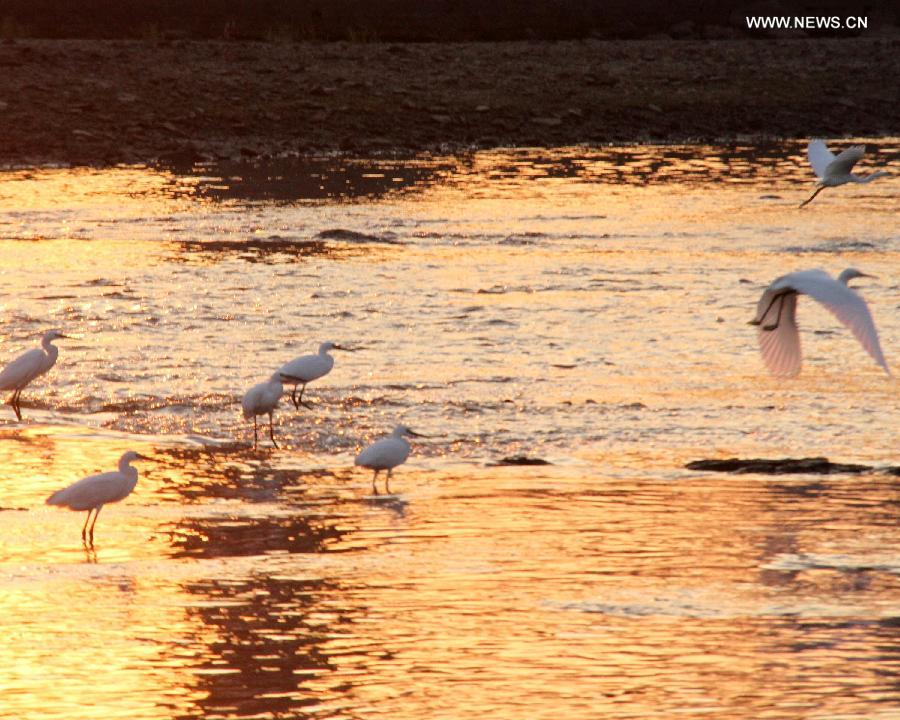 #CHINA-SHANDONG-PENGLAI-EGRETS (CN)