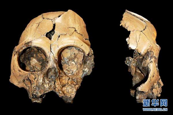 This is only the second recovered cranium belonging to a juvenile ape inhabiting Eurasia in the Miocene that dates back to 23 to 5 million years ago,