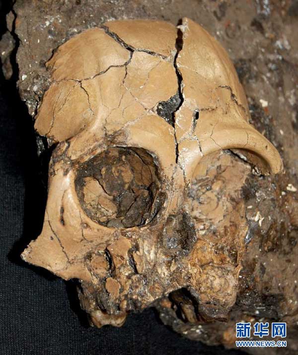 This is only the second recovered cranium belonging to a juvenile ape inhabiting Eurasia in the Miocene that dates back to 23 to 5 million years ago.[File photo]