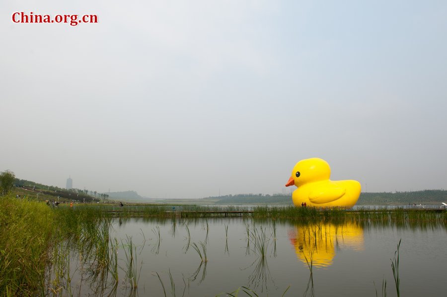 A giant rubber duck is seen on a lake in the Garden Expo Park in Beijing, capital of China, Sept. 6, 2013. The 18-meter-tall inflatable rubber duck, created by Dutch artist Florentijn Hofman, is expected to visit Beijing from September to October. [Photo / Chen Boyuan / China.org.cn]