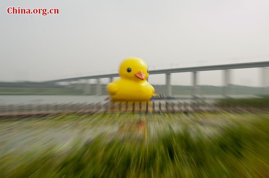 A giant rubber duck is seen on a lake in the Garden Expo Park in Beijing, capital of China, Sept. 6, 2013. The 18-meter-tall inflatable rubber duck, created by Dutch artist Florentijn Hofman, is expected to visit Beijing from September to October. [Photo / Chen Boyuan / China.org.cn]