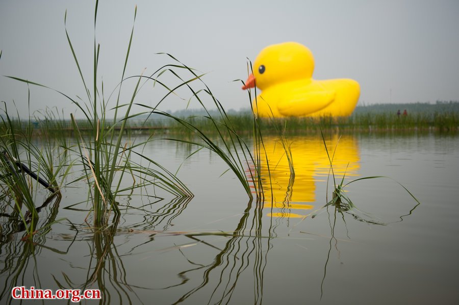 A giant rubber duck is seen on a lake in the Garden Expo Park in Beijing, capital of China, Sept. 6, 2013. The 18-meter-tall inflatable rubber duck, created by Dutch artist Florentijn Hofman, is expected to visit Beijing from September to October. [Photo / Chen Boyuan / China.org.cn]