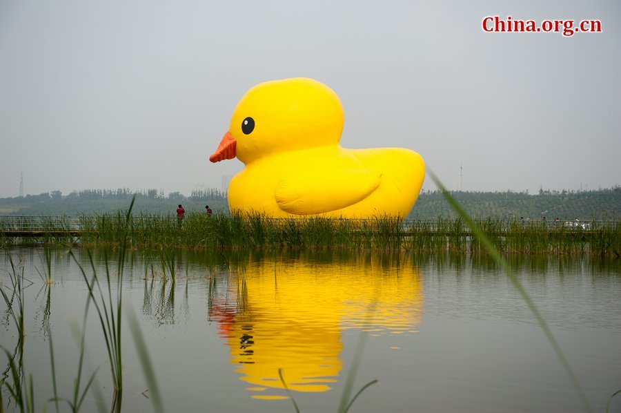 A giant rubber duck is seen on a lake in the Garden Expo Park in Beijing, capital of China, Sept. 6, 2013. The 18-meter-tall inflatable rubber duck, created by Dutch artist Florentijn Hofman, is expected to visit Beijing from September to October. [Photo / Chen Boyuan / China.org.cn]