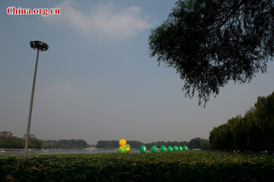 Photo taken on September 6, 2013 shows a rubber duck wearing a green vest and followed by seven green eggs at Yuyuantan Park in Beijing. Since Dutch artist Florentijn Hofman&apos;s giant rubber duck became a sensation at Hong Kong&apos;s Victoria Harbor, a wave of ducks has swamped the country with various copies. Now Hofman&apos;s rubber duck is exhibited at Beijing Garden Expo Park. [Chen Boyuan / China.org.cn] 