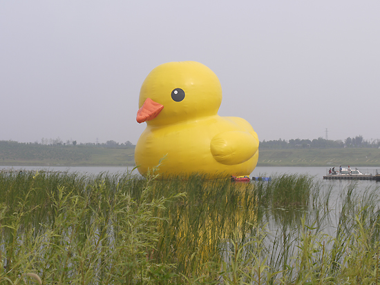 A giant rubber duck, designed by Dutch artist Florentijn Hofman, is floating on a lake in the Garden Expo Park in west Beijing, capital of China, on Sept. 6, 2013. It is scheduled to spend the Mid-Autumn Festival with visitors and leave the park on the 23rd. [Photo by Xu Lin / China.org.cn]