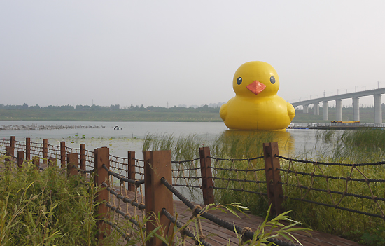 A giant rubber duck, designed by Dutch artist Florentijn Hofman, is floating on a lake in the Garden Expo Park in west Beijing, capital of China, on Sept. 6, 2013. It is scheduled to spend the Mid-Autumn Festival with visitors and leave the park on the 23rd. [Photo by Xu Lin / China.org.cn]