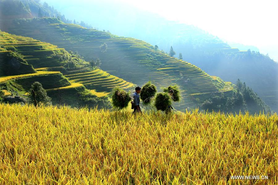 #CHINA-GUIZHOU-TERRACED FIELDS (CN) 