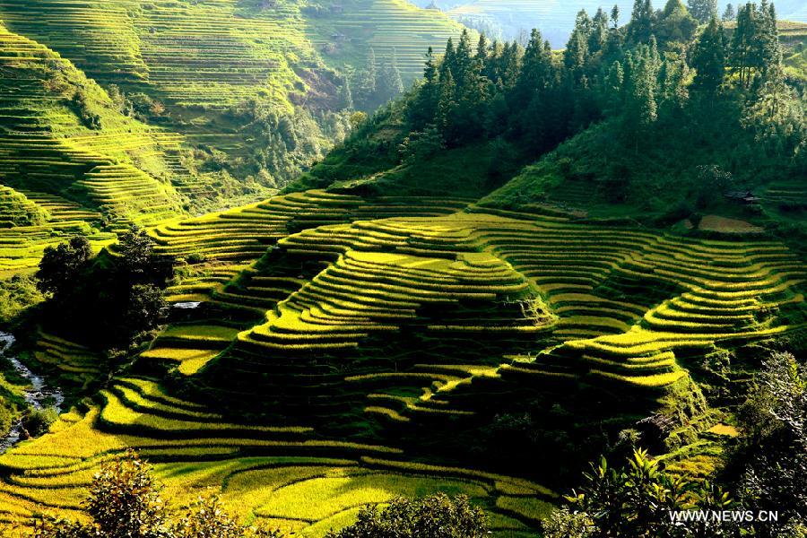 #CHINA-GUIZHOU-TERRACED FIELDS (CN) 