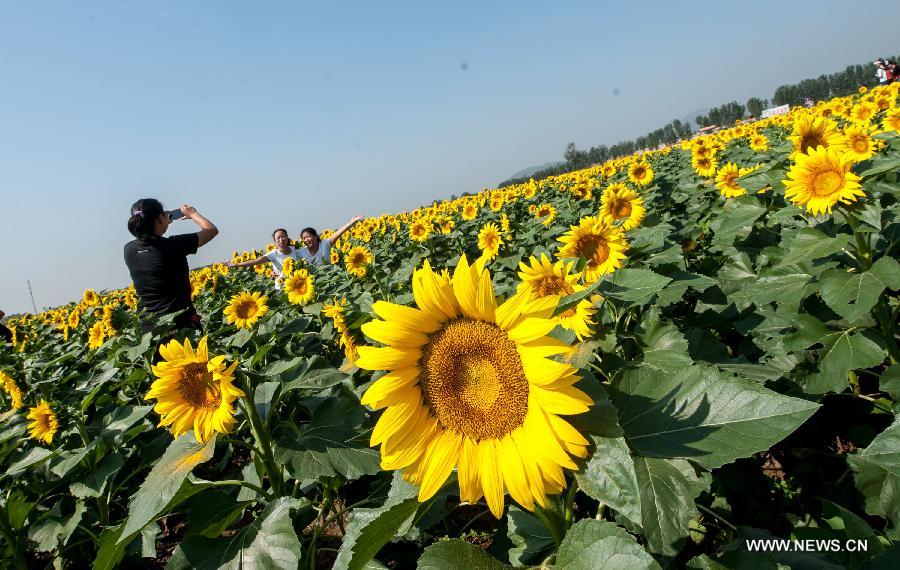 Visitors pose for photos amid sunflowers in Changgou Town in the Fangshan District of Beijing, capital of China, Sept. 11, 2013. 