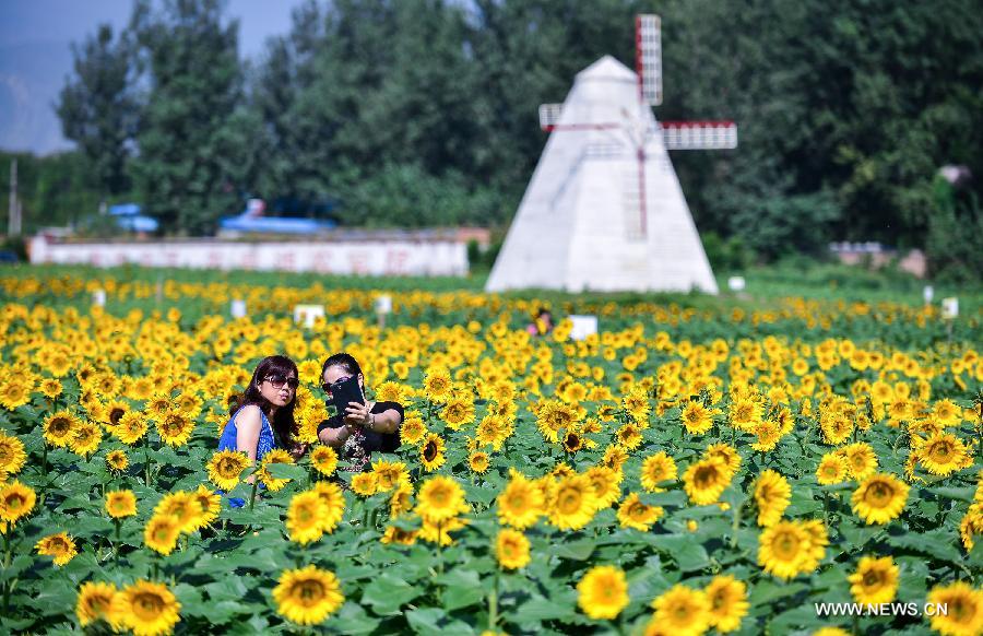 Visitors pose for photos amid sunflowers in Changgou Town in the Fangshan District of Beijing, capital of China, Sept. 11, 2013. 
