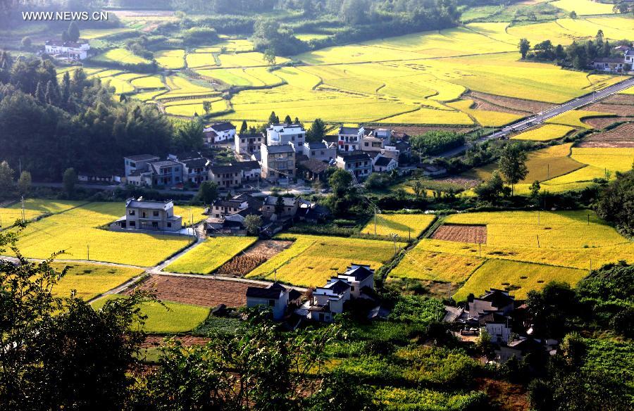 #CHINA-ANHUI-HUANGSHAN-PADDY RICE FIELDS-VIEW (CN)