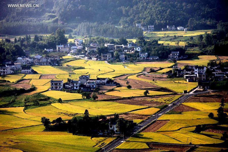 #CHINA-ANHUI-HUANGSHAN-PADDY RICE FIELDS-VIEW (CN)