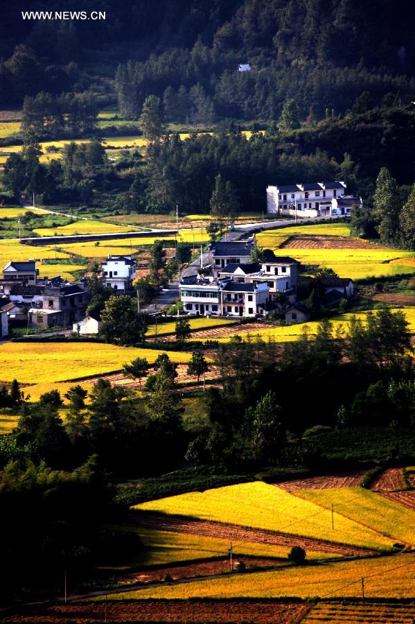 #CHINA-ANHUI-HUANGSHAN-PADDY RICE FIELDS-VIEW (CN)