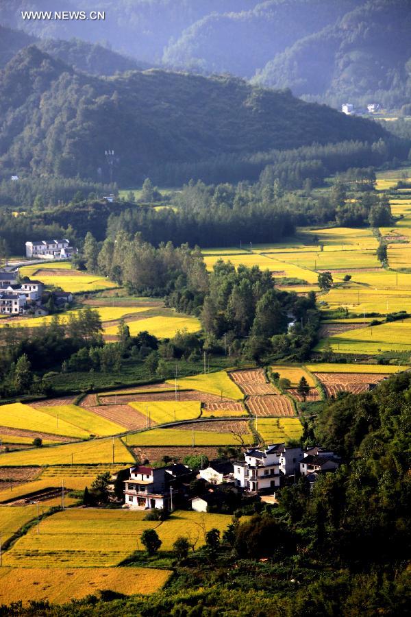 #CHINA-ANHUI-HUANGSHAN-PADDY RICE FIELDS-VIEW (CN)