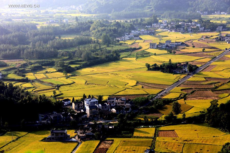 #CHINA-ANHUI-HUANGSHAN-PADDY RICE FIELDS-VIEW (CN)