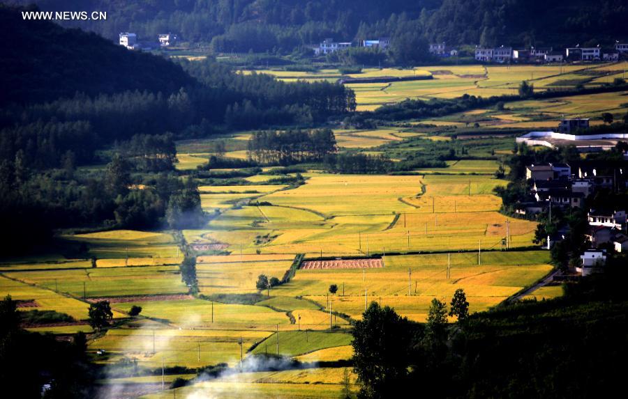 #CHINA-ANHUI-HUANGSHAN-PADDY RICE FIELDS-VIEW (CN)