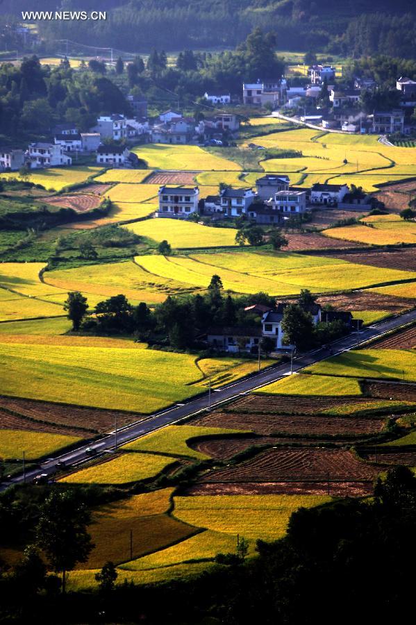 #CHINA-ANHUI-HUANGSHAN-PADDY RICE FIELDS-VIEW (CN)