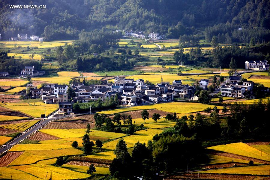 #CHINA-ANHUI-HUANGSHAN-PADDY RICE FIELDS-VIEW (CN)