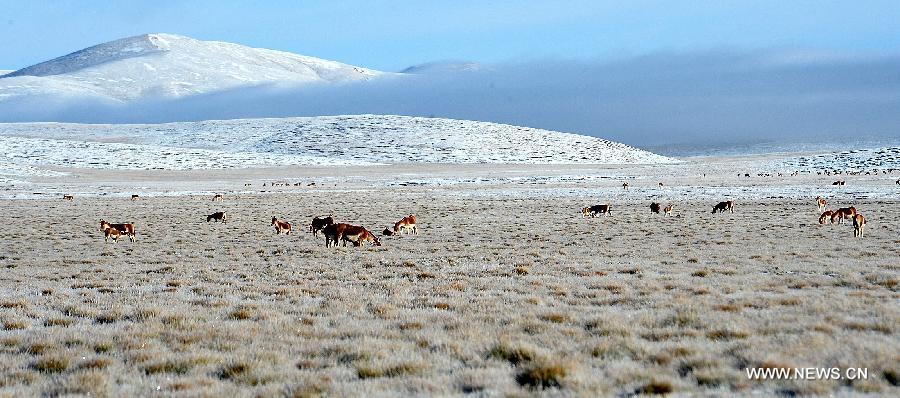 Wild asses are seen at a natural pasture in Tibetan Autonomous Prefecture of Yushu, northwest China's Qinghai Province, Sept. 10, 2013. 
